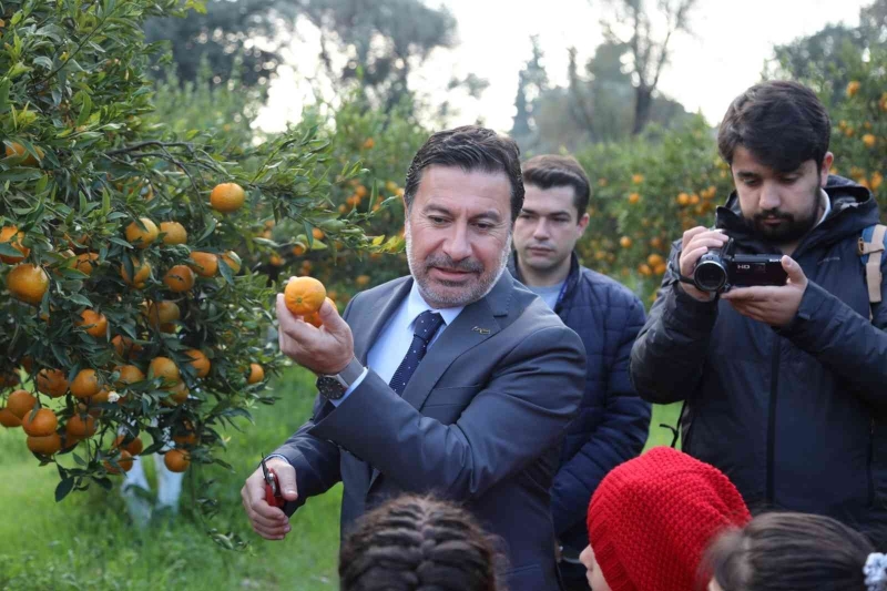 Başkan Aras, öğrencilerle mandalina hasadı yaptı
