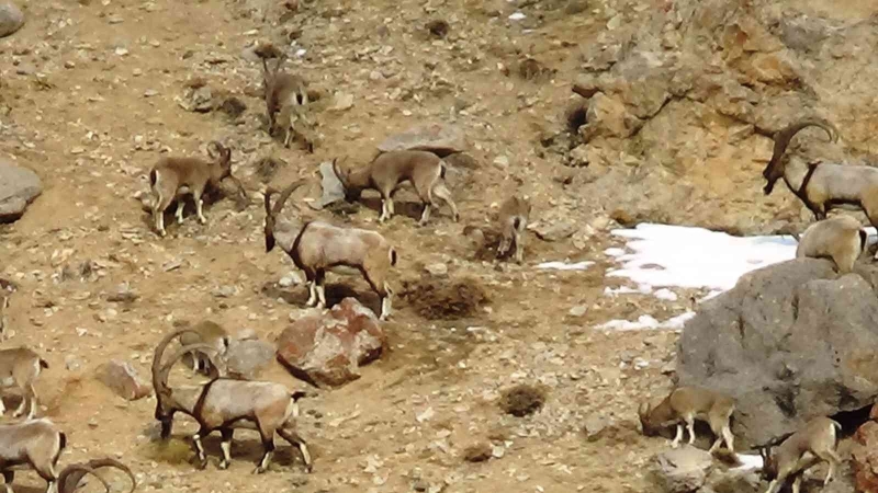 Yaban keçileri DKMP tarafından kayıt altına alınıyor
