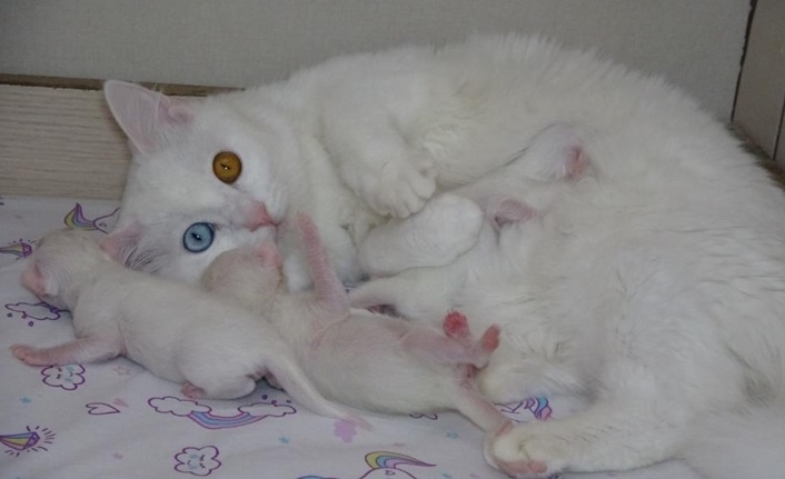 Nesli koruma altında! Yeni kediler dünyaya geldi: 3 Van kedisi 11 yavru doğurdu