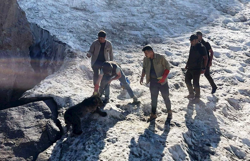 Hakkari’de kafası tenekeye sıkışan yavru ayı DKMP ekipleri tarafından kurtarıldı
