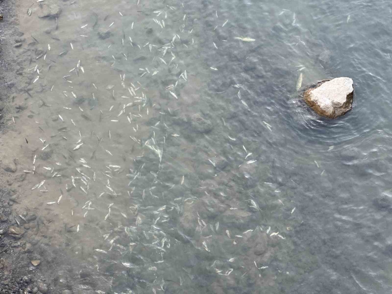 Yüksekova’da sürü halinde balık ölümleri korkuttu
