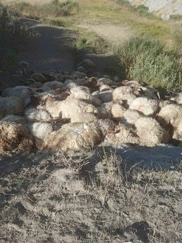 Hakkari’de kurtların saldırdığı 300 koyun birbirini ezerek telef oldu

