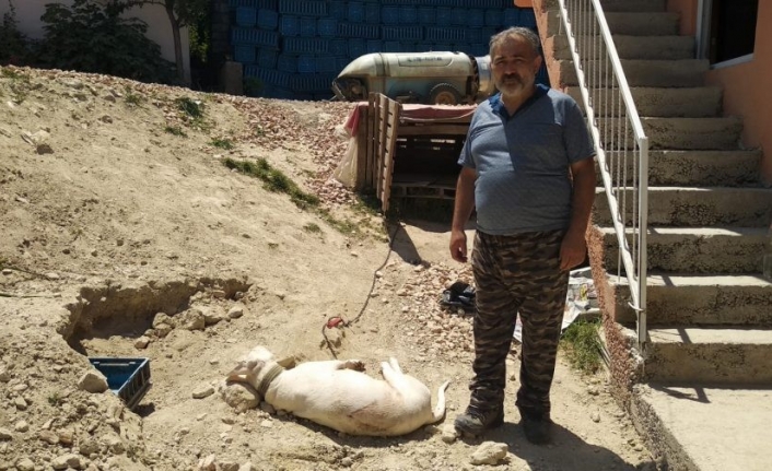 Bursa’da hamile köpeği "havlıyor" diye tüfekle katlettiler