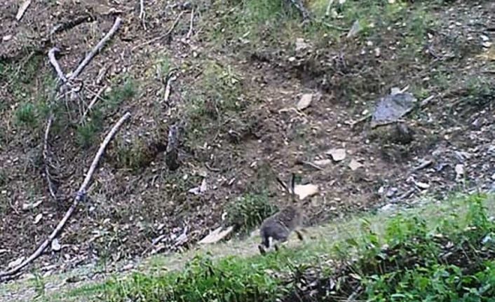 Nazilli DKMP’den yaban tavşanı avı uyarısı