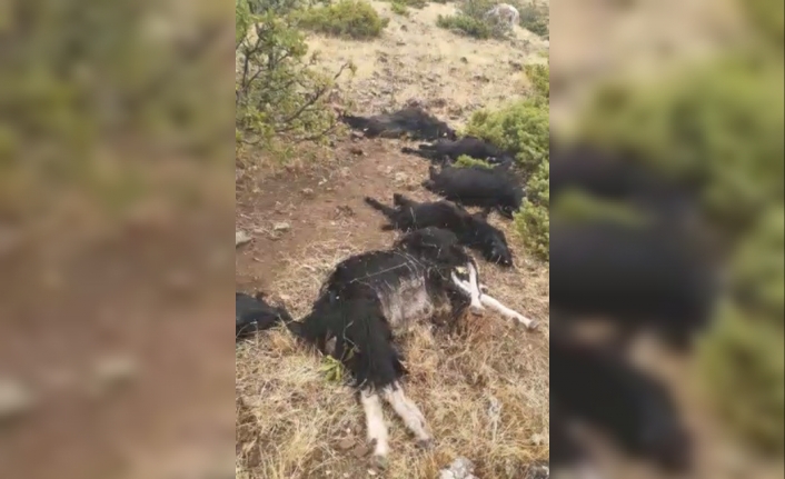 Elazığ’da yıldırım düştü, 12 keçi telef oldu,4’ü yaralandı