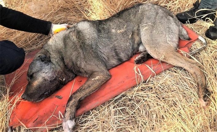 Van'da av tüfeğiyle köpek vurulmuştu! Şahıs tespit edildi
