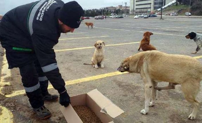 Kocaeli'de sokak hayvanlarına kilo kilo kuru mama