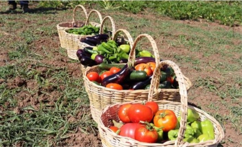 Kocaeli'de tarımsal üretime yazlık bakım