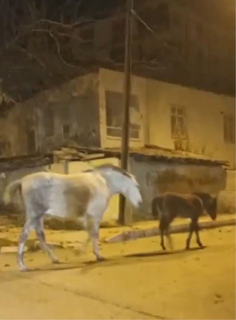 Elazığ’da başıboş atlar cadde ve sokaklarda ilginç görüntüler oluşturdu
