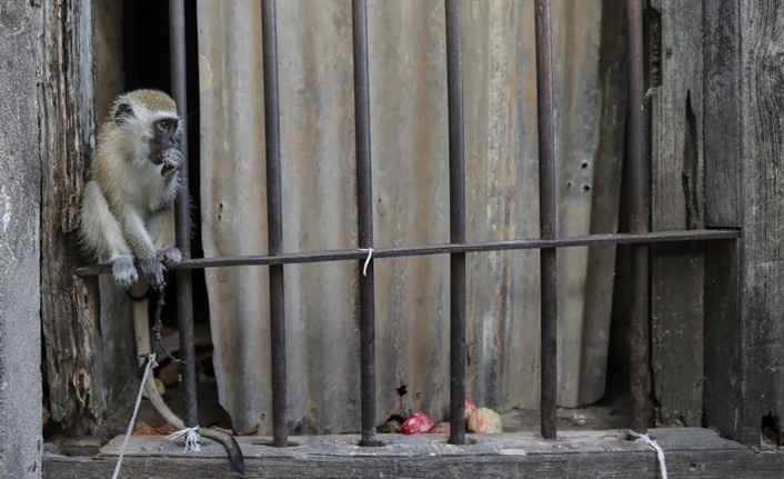 Korkunç olay! Maymunların kaçırdığı bebek hastanede hayatını kaybetti 