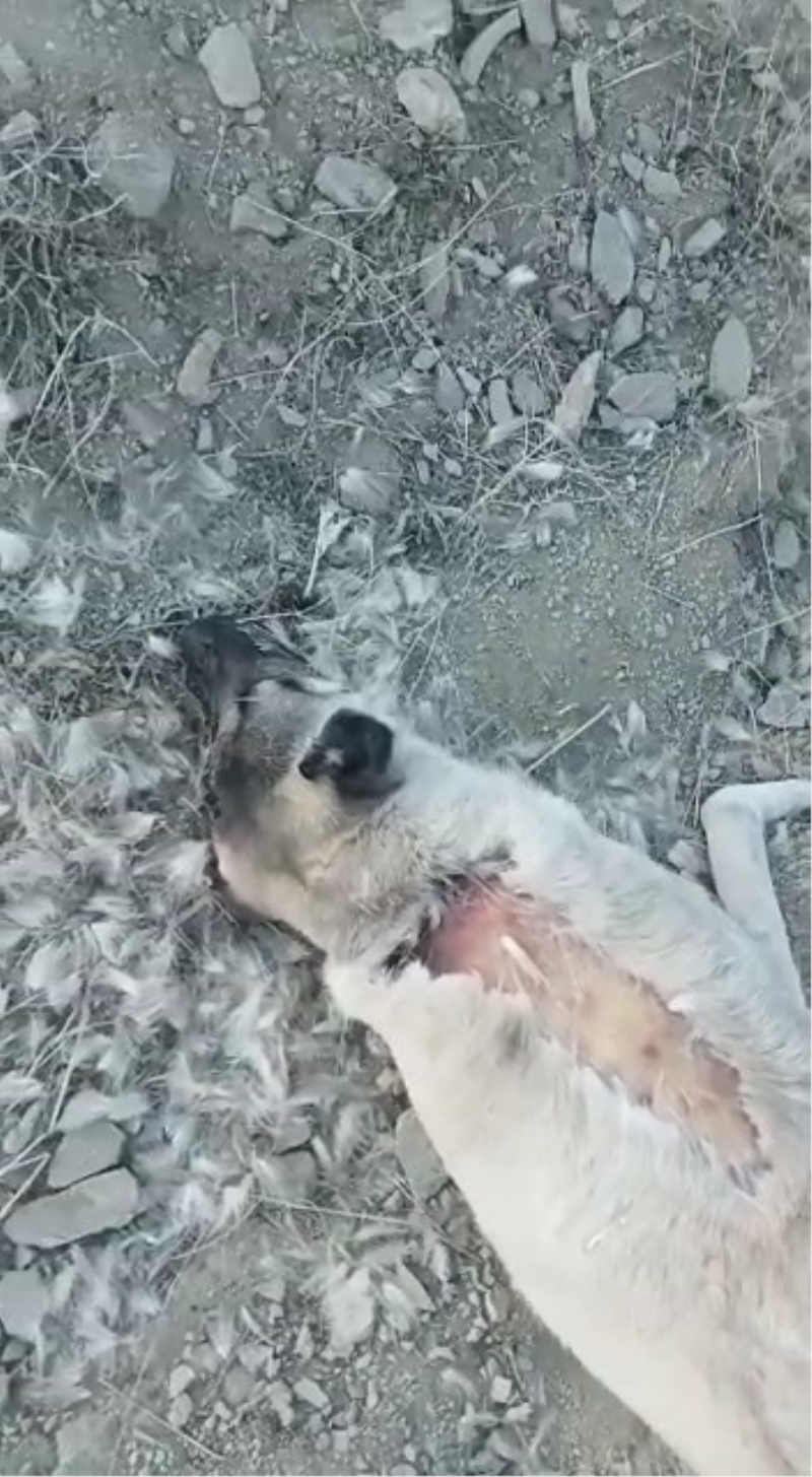 Elazığ’da zehirlenerek öldürülen köpekler için soruşturma başlatıldı
