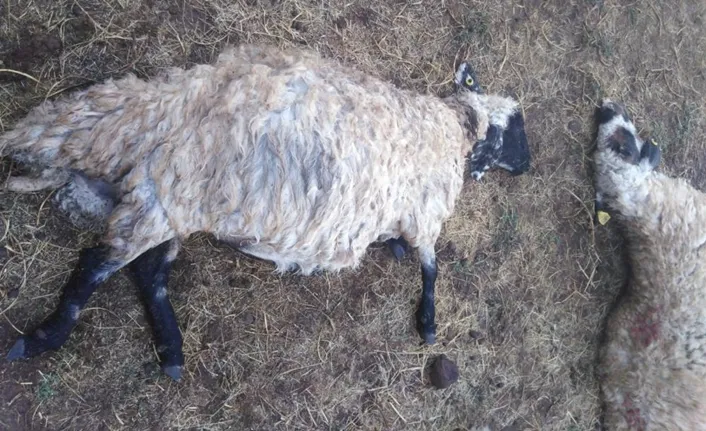 Koyunlar kırsal alanda otlanırken yıldırım düştü: Onlarcası telef oldu