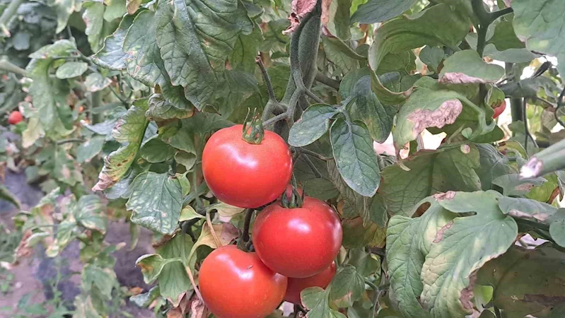Adilcevaz’daki seralarda domates üretimi devam ediyor
