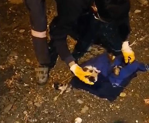 Çöpe atılan yavru kediler, belediye temizlik personelinin dikkati sayesinde kurtuldu
