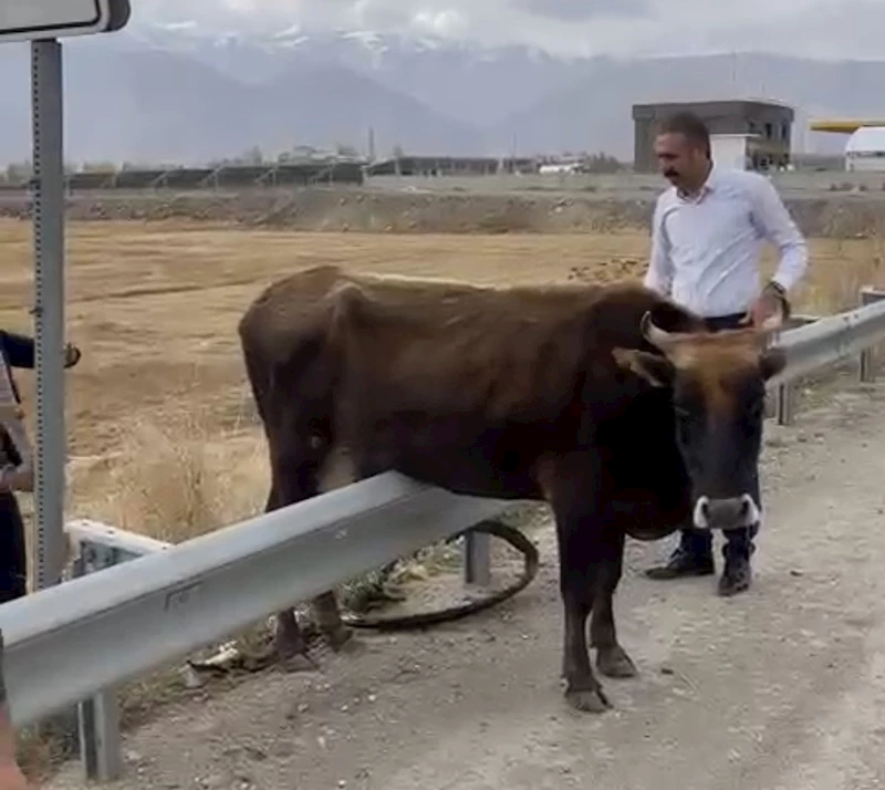 Kara yolundaki bariyerde mahsur kalan inek kurtarıldı
