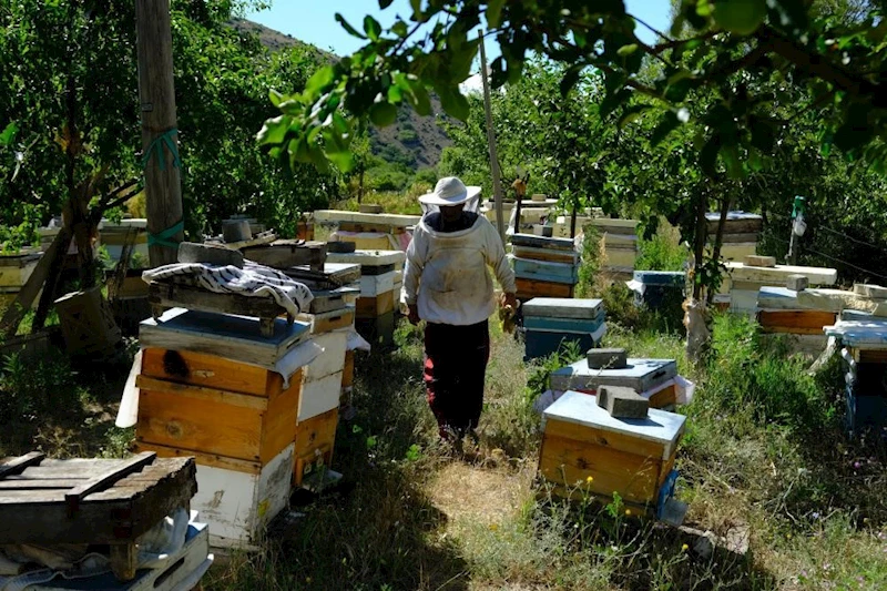 Erzincan’da arıların 