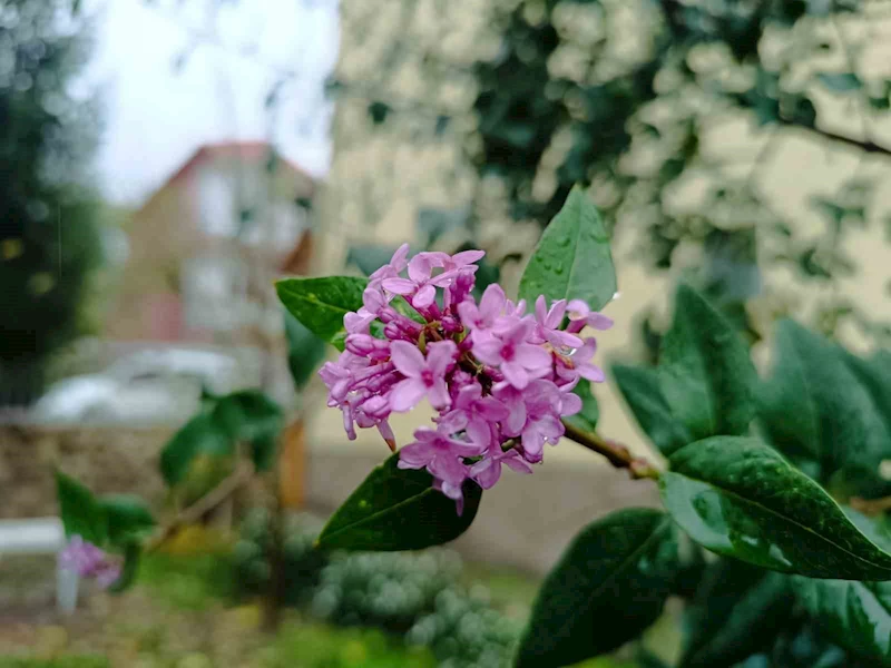Tunceli’de iki mevsim aynı anda yaşanıyor: Bir yanı kara kış diğer yanında çiçek açıyor
