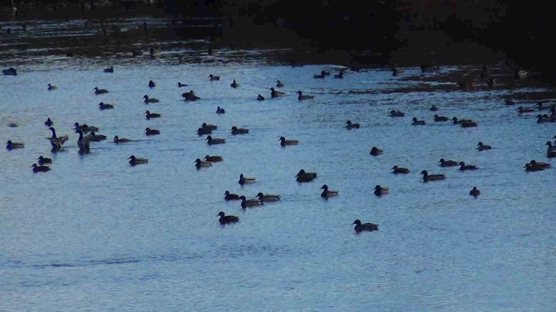 Yüzlerce yaban ördeği Kars Çayı’nda görüntülendi
