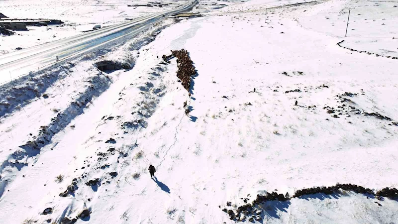 Iğdır’da kar yağışı sonrası hayvan sürülerinin zorlu kış dönüşü başladı
