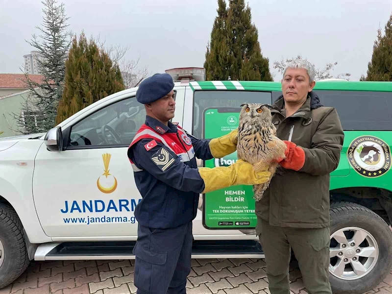 Malatya’da yaralı bulunan baykuş koruma altına alındı
