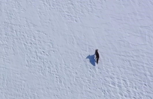 Kar üstünde yiyecek arayan tilki, dron ile görüntülendi
