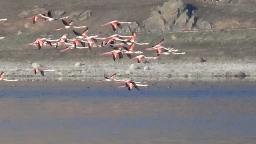 flamingo van