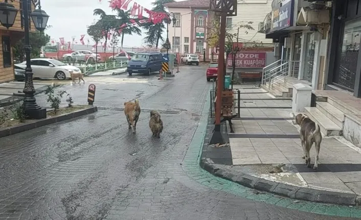 Deprem sonrası sokakta çok sayıda köpek gözlendi