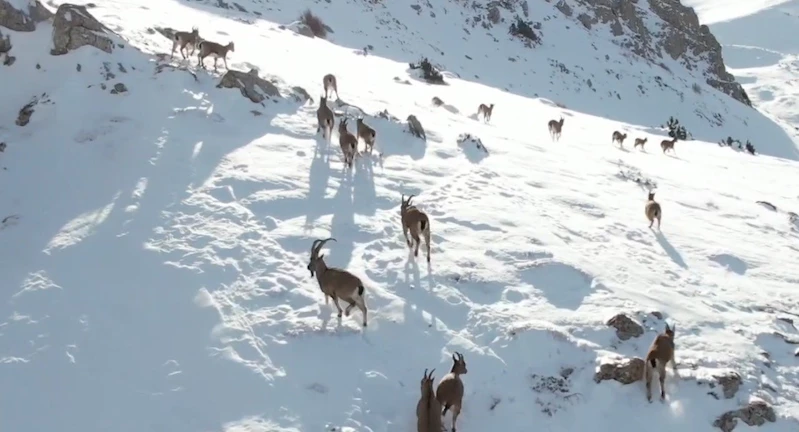 Göç yoluna koyulan yaban keçileri belgesel tadında görüntü oluşturdu
