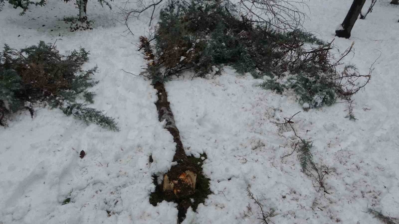 Malatya’da kar ağaçları yerinden söktü
