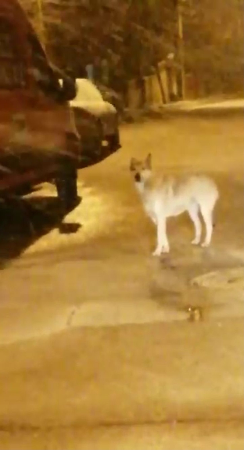 Elazığ’da aç kalan kurt ve tilki şehir merkezine indi
