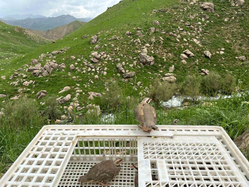 Hakkari’de 650 kınalı keklik doğaya salındı
