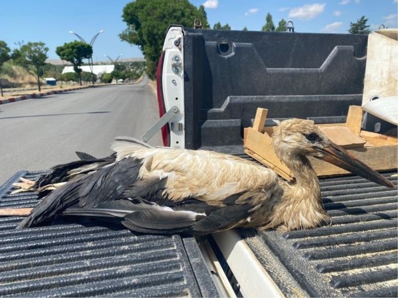 Van’da yaralı kuşlar tedavi altına alındı
