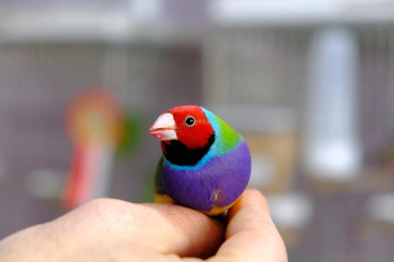 Erzincan’da kiraladığı dairede dünyaca ünlü egzotik kuşları yetiştiriliyor
