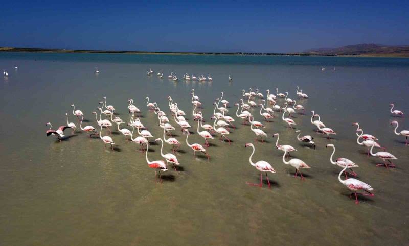Arin Gölü’nün renkli misafirleri
