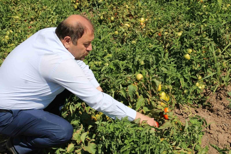 Erzincan’da sanayi tipi domates yetiştiriciliği gelişiyor
