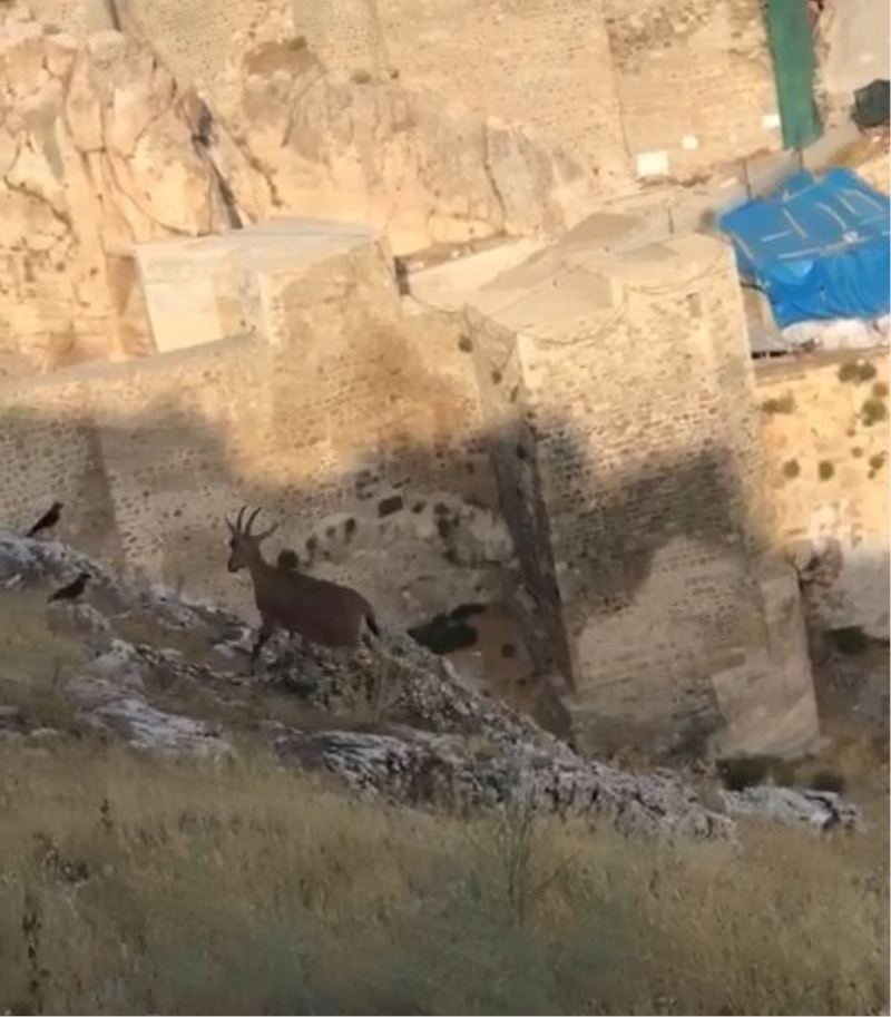Dağ keçileri Harput’u mesken tuttu
