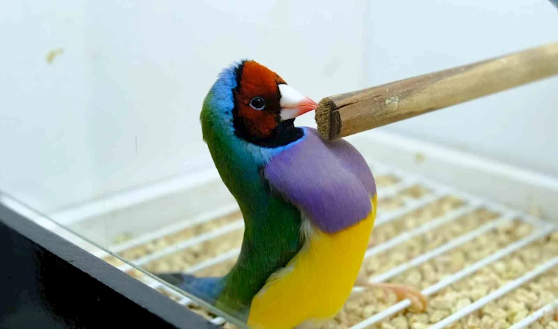 Egzotik kuşların kameraya yansıyan kur dansları renkli görüntüler oluşturdu
