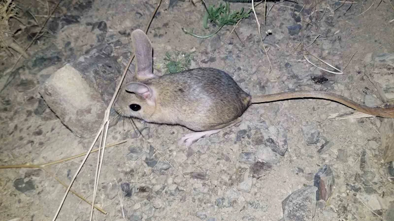 Erzincan’da kanguru faresine benzeyen Arap tavşanı görüntülendi
