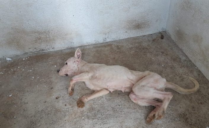 Bilecik’te ölüme terk edilen köpekler tek tek ölüyor