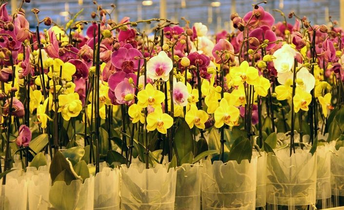 Hollanda’nın gözünü korkutan tesis yılda 1 milyon 725 bin yerli orkide üretiyor