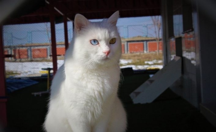 Dünyaca ünlü Van kedilerine kışlık bakım