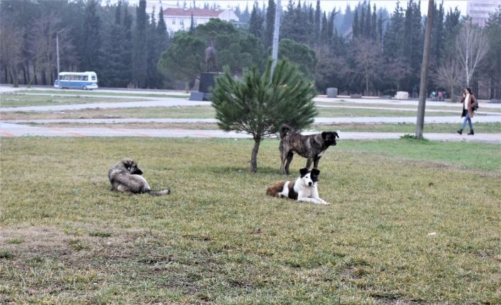 (Özel) Türkiye’de saldırgan köpekler üzerine doktora yapan tek uzman konuştu