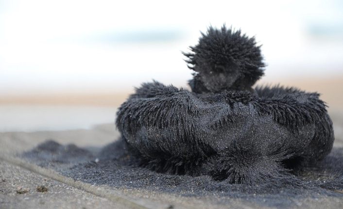 Ünye kumsallarının doğal sağlık cevheri: 'Manyetik siyah kum'