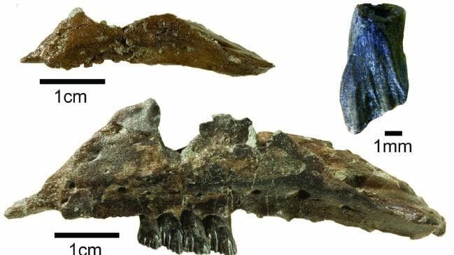 Avustralya’da yeni dinozor türü keşfedildi