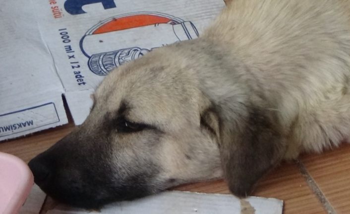 Ayağı kırılan köpek tedavi için özel nakil aracıyla İstanbul’a götürüldü