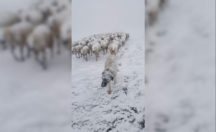 Koyun sürüsüne Nisan ayında kar sürprizi
