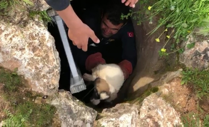 Kuyuda mahsur kalan yavru köpeği itfaiyeciler kurtardı
