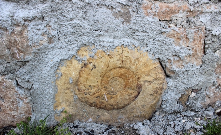 Salyangoz sanılan fosilin 200 milyon yıllık Ammonit olduğu ortaya çıktı
