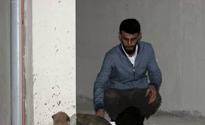 Siirt’te 7 yavru köpeği ölüme terk ettiler