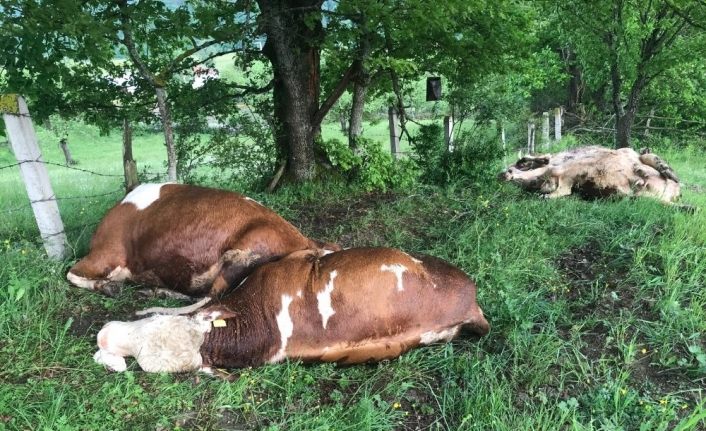 Besi çiftliğine yıldırım düştü: 4 hayvan telef oldu